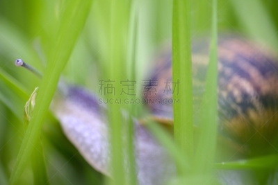 草,蜗牛,灰色菜园鼻涕虫,有带子的蜗牛,菜园蜗牛,法式蜗牛,水平画幅,软体动物,平视角,缓慢的