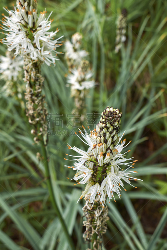 高山向日葵,美国白蜡树,芦荟,花序,自然,垂直画幅,草地,无人,夏天,户外