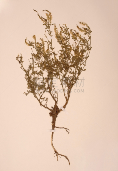 干花,芦笋,垂直画幅,留白,艺术,古典式,夏天,干的,豌豆花,特写
