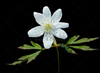 银莲花,仅一朵花,水平画幅,无人,特写,黑色背景,白色,植物,清新,大特写
