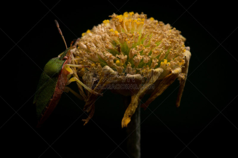 绿色,鹭管鱼,正下方视角,green shield bug,heteroptera,无脊椎动物,水平画幅,无人,2015年,大特写