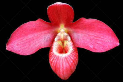 红色,兰花,滨海湾公园,水平画幅,新加坡,多毛的,无人,摄影