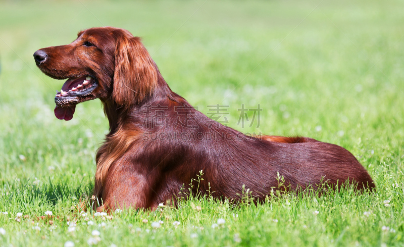 草,赛特种猎狗,爱尔兰长毛猎犬,自然,纯种犬,水平画幅,智慧,巨大的,静止的,户外