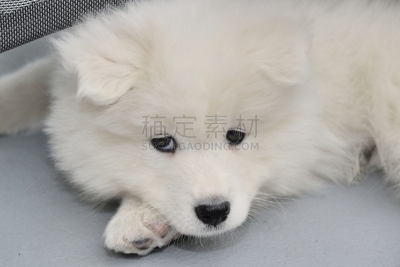 萨摩耶犬,小狗,狗,宠物,纯种犬,水平画幅,无人,动物,雪橇犬,整齐的