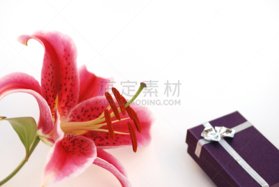 占星百合,包装纸,瞻星鱼,美,芳香的,水平画幅,银色,无人,轻的,明亮
