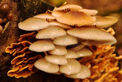 秋天,真菌,水平画幅,无人,子结构,嫩枝,真菌学,英格兰,真核生物,户外