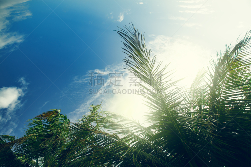 Palm tree at blue sky with clouds at daytime