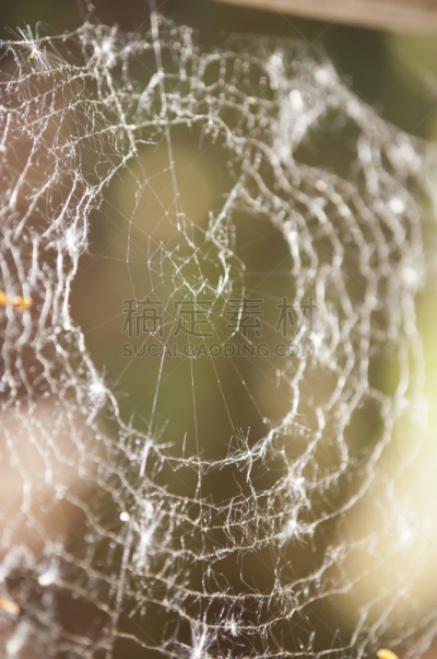 蜘蛛网,萨默斯,orb weaver spider,自然,垂直画幅,绿色,无人,特写,希腊,植物