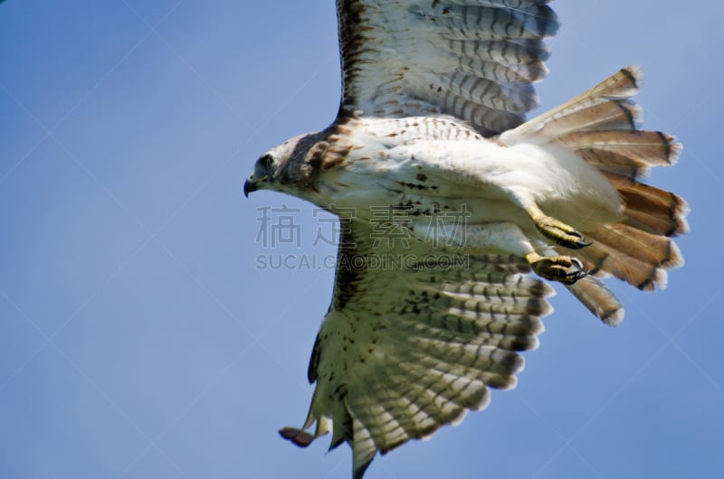 红尾鹰,蓝色,天空,自然,褐色,野生动物,食肉鸟,水平画幅,无人,鸟类