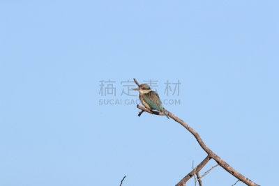 灵性,澳大利亚,昆士兰州,翠鸟,户外,多色的,绿色,蓝色,新的,小的