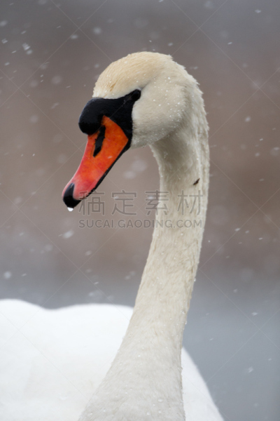 疣鼻天鹅,注视镜头,雪,大天鹅,钢笔尖,颈,垂直画幅,水,鸟类,纯净