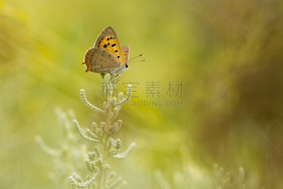 特写,铜,小的,蝴蝶,鹭管鱼,水平画幅,无人,夏天,户外,北非