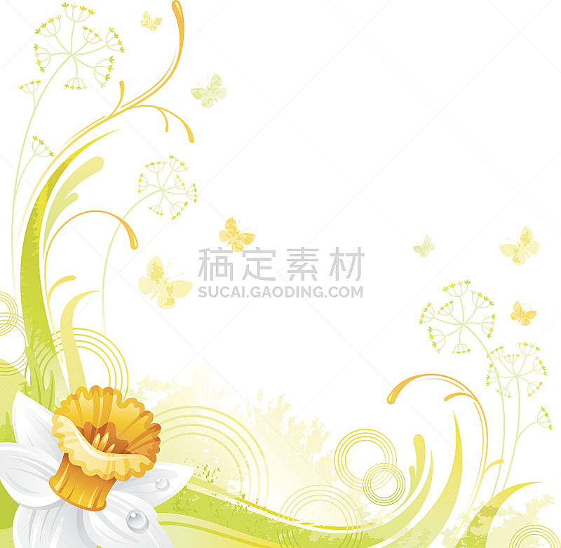 水仙花,仅一朵花,背景,白色,留白,正方形,活力,可爱的,清新,边框