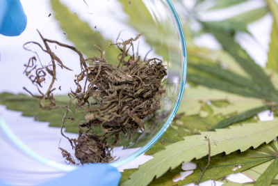 背景,实验室,绿色,化学制品,古老的,概念,科学,商务,健康保健