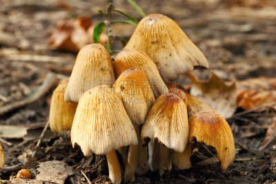 有毒生物体,蘑菇,自然,褐色,草地,水平画幅,小的,秋天,无人,生长
