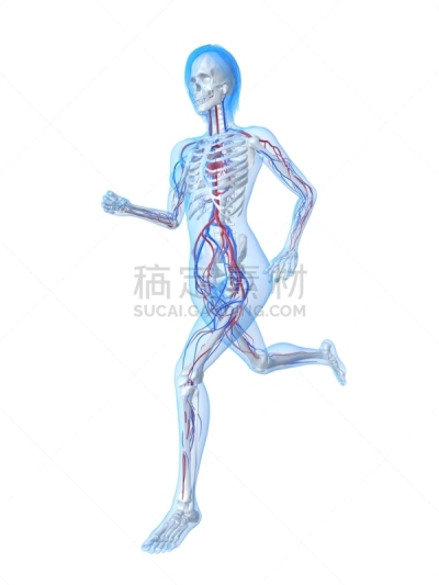 慢跑,女性,垂直画幅,女人,x光片,维管束,运动