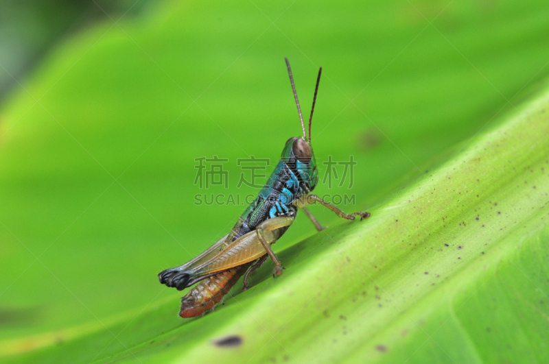 蚱蜢,自然,剑角蝗科,爪哇,水平画幅,无人,2015年,动物,昆虫,印度尼西亚