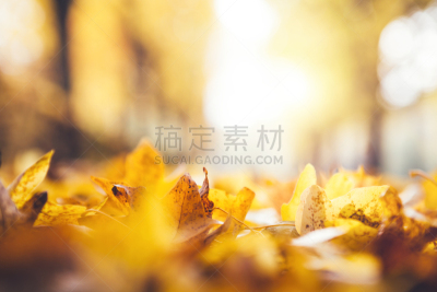 公园,叶子,秋天,留白,褐色,水平画幅,枝繁叶茂,无人,户外,干的