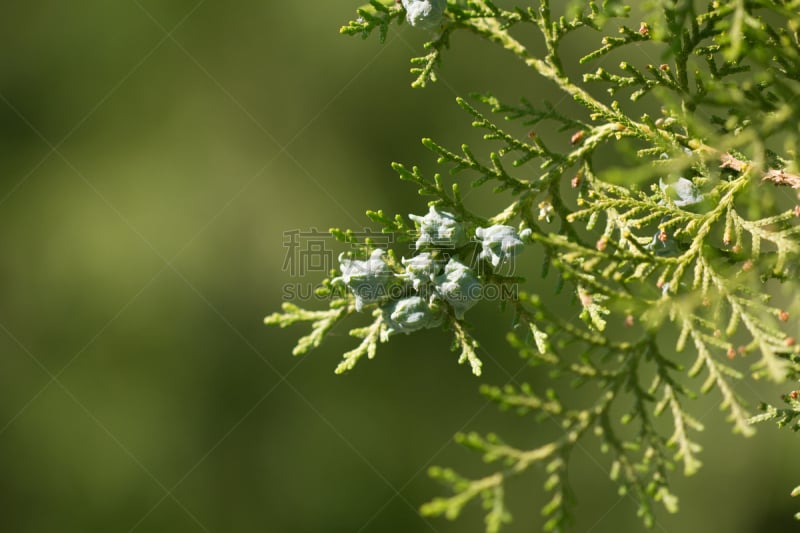 自然,无人,植物海滩,哈萨克斯坦,鳞特德吸蜜鹦鹉,图像,水平画幅,大自然保护协会,树蛇,摄影