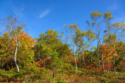 秋天,长野县,日本,滋贺县,苏格兰高地,山之内町,山之内,自然,美,水平画幅