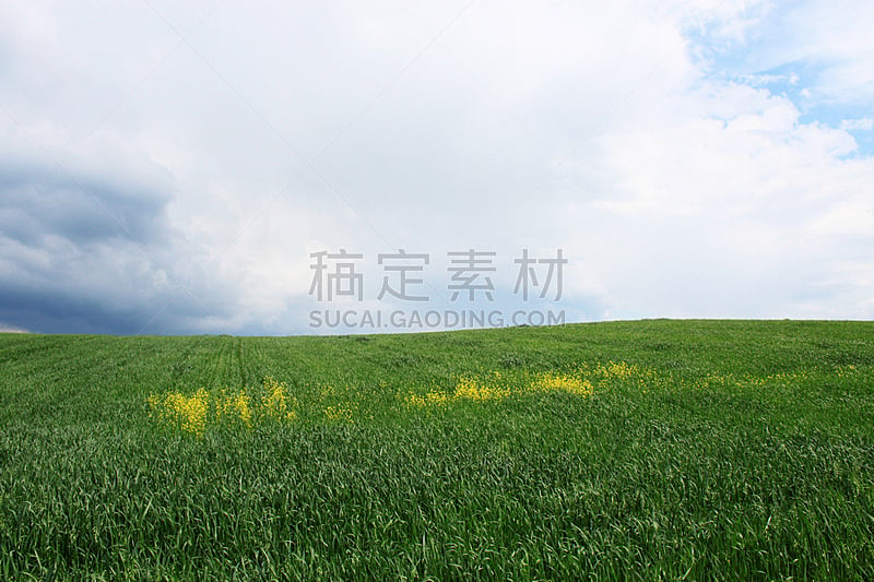 绿色,多云,田地,自然,草地,水平画幅,无人,蓝色,夏天,户外