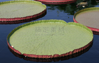 水,餐盘,秘密行动,六月,水平画幅,睡莲,无人,夏天,异国情调,户外