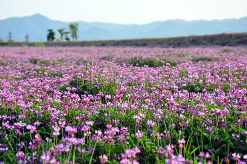 紫花苜蓿,田地,卢塞恩,自然,水平画幅,地形,无人,日本,户外,野生植物