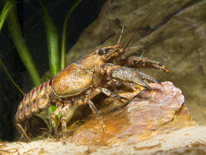 小龙虾,自然,水,野生动物,水平画幅,水下,野生植物,一只动物,2015年,水生动植物