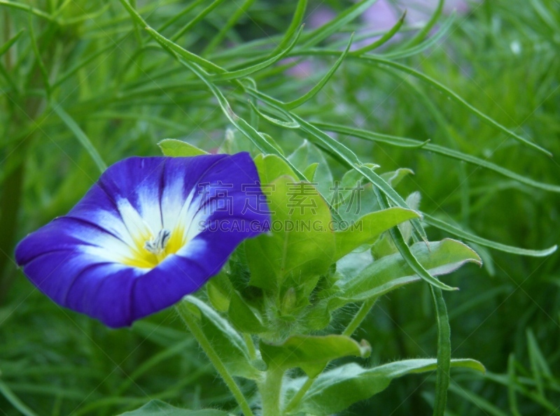 Blau blühende Acker-Winde im grünen Gras