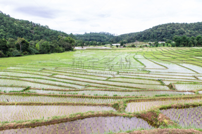 稻,梯田,田地,亚洲大米,长颈族,水稻梯田,水平画幅,山,无人