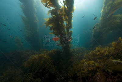 海藻林,水平画幅,水肺潜水,水下,加利福尼亚,深红高雀鲷,岛,海洋,礁石,海滩