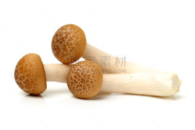 褐色,山毛榉树,蘑菇,饮食,水平画幅,素食,无人,白色背景,姬菇,背景分离