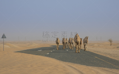 沙漠,单峰骆驼,水平画幅,户外,骆驼,迪拜,中东,哺乳纲,沙丘,阿拉伯