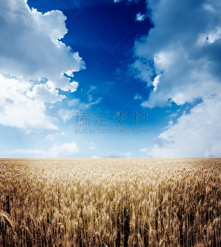 天空,田地,黄金,蓝色,小麦,全麦,垂直画幅,无人,夏天,生长