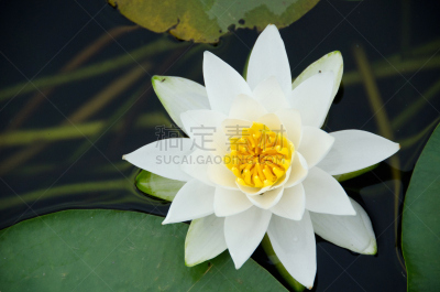 睡莲,华盛顿湖,水平画幅,树园,西雅图,无人,户外,开花植物,摄影
