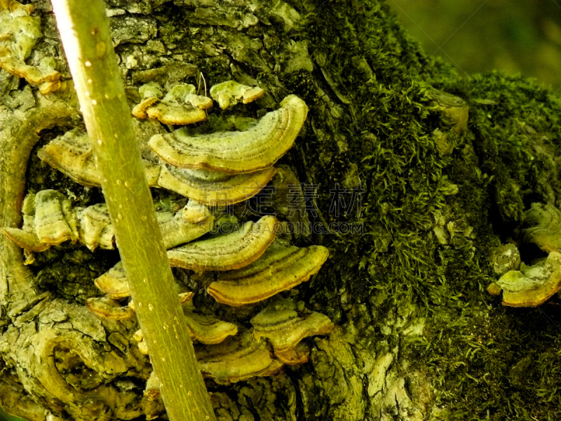 自然,黑色树眼镜蛇,东非绿树蛇,植物,水平画幅,无人,夏天,叶子,草,法国