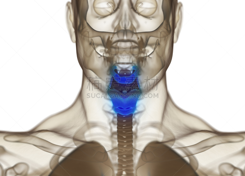 绘画插图,人,甲状腺,三维图形,x光片,荷尔蒙,喉咙,水平画幅,人类腺体