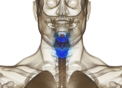 绘画插图,人,甲状腺,三维图形,x光片,荷尔蒙,喉咙,水平画幅,人类腺体