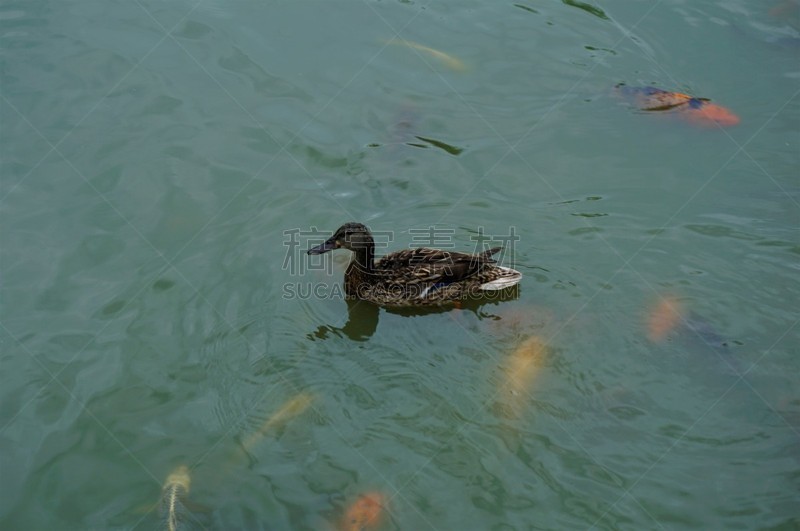 湖,锦鲤,鸭子,水,美,褐色,水平画幅,优美,鸟类,湿