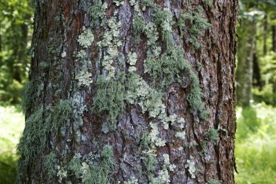 落叶松,森林,树干,美,人老心不老,里山,水平画幅,火山地形,苔藓,纤维