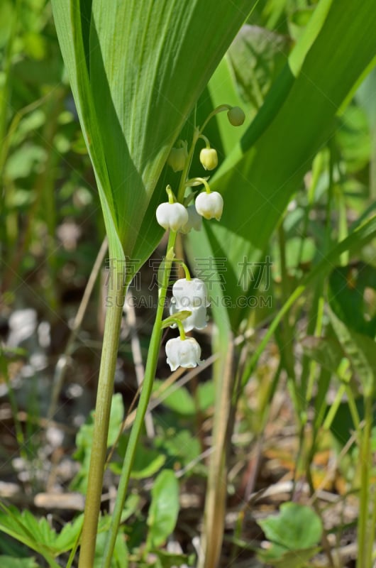 五月,百合花,wood lily,铃兰,自然,垂直画幅,美,绿色,小的,无人