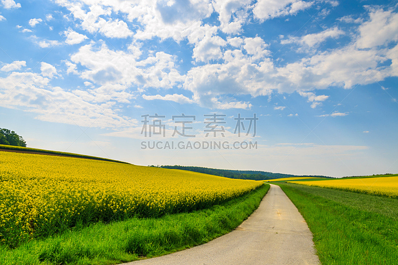 Countryside road along yellow rapeseed flower field and blue sky with white clouds, Burgenland, southern Austria