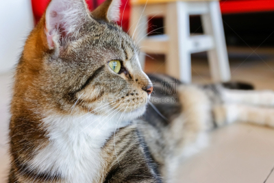 特写,猫,水平画幅,爪子,动物身体部位,泰国,毛绒绒,看,条纹