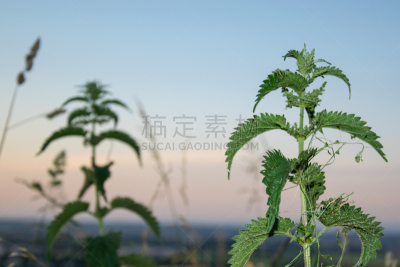 刺荨麻,大翠绿蛾,天空,美,水平画幅,无人,夏天,复杂,特写,明亮