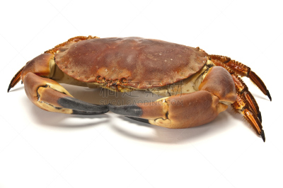 螃蟹,条纹食草蟹,自然,饮食,煮食,水平画幅,生食,膳食,海产,动物