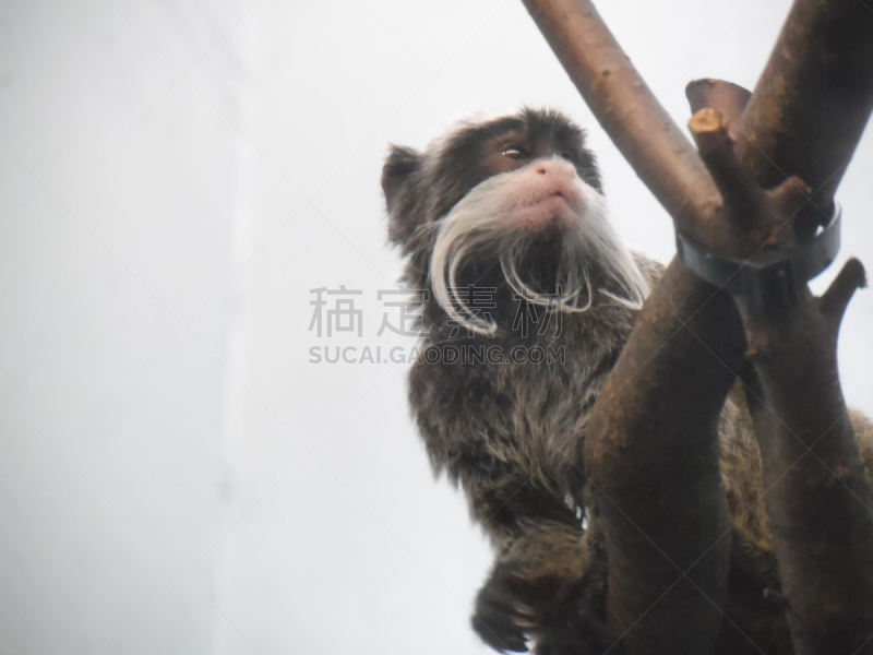 络腮胡子,绢毛猴,选择对焦,南美,水平画幅,无人,猴子,野外动物,户外,美洲
