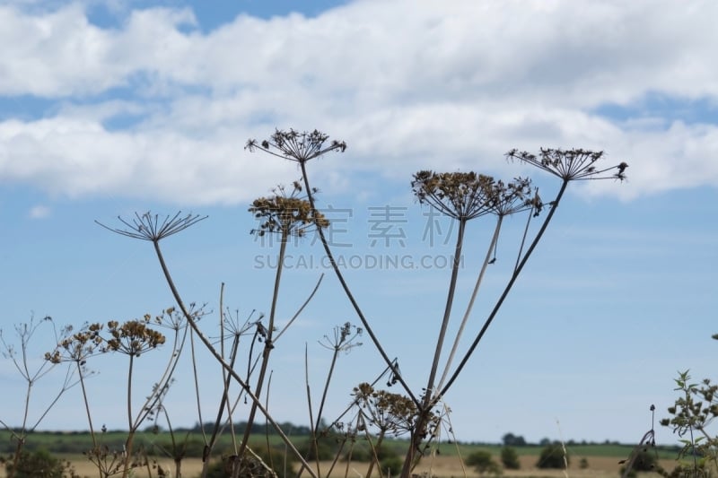 峨参,茎,自然,图像,英国,日光,草,无人,野生植物,植物