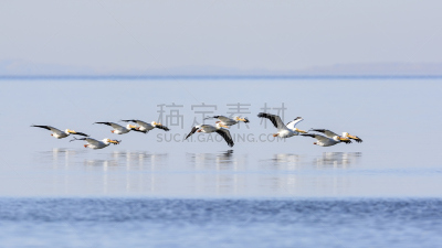 美洲白鹈鹕,沙顿海,鹈鹕,自然,野生动物,水平画幅,鸟类,野外动物,户外,一群鸟