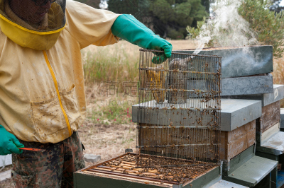 beekeeper,蜂窝,麻疹乐队,嗡嗡响的,螫针,花粉,螫刺的,昆虫群,养蜂,蜜蜂