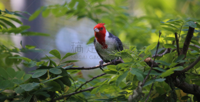 红冠枢机主教,北美红鸟,动物的冠,天空,水平画幅,无人,鸟类,活力,北美歌雀,猫